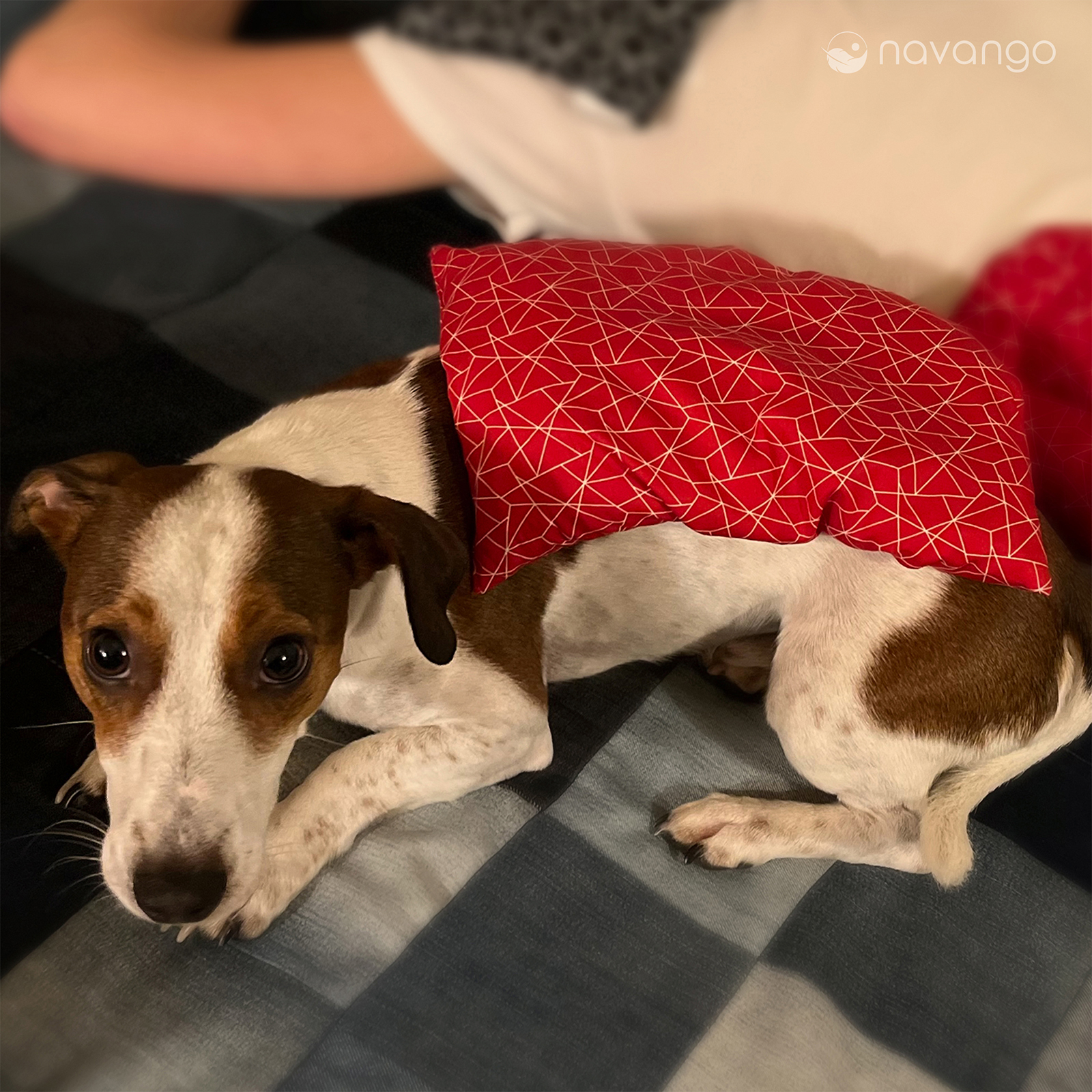 Hunde leiden oft unter hohen Temperaturen im Sommer. Eine erfrischende Kälteanwendung mögen sie gern. 